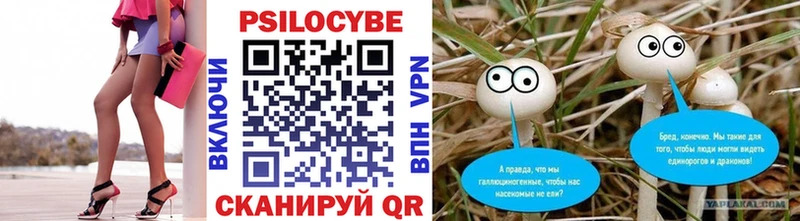 Псилоцибиновые грибы Psilocybe  Купить закладки  Куртамыш 